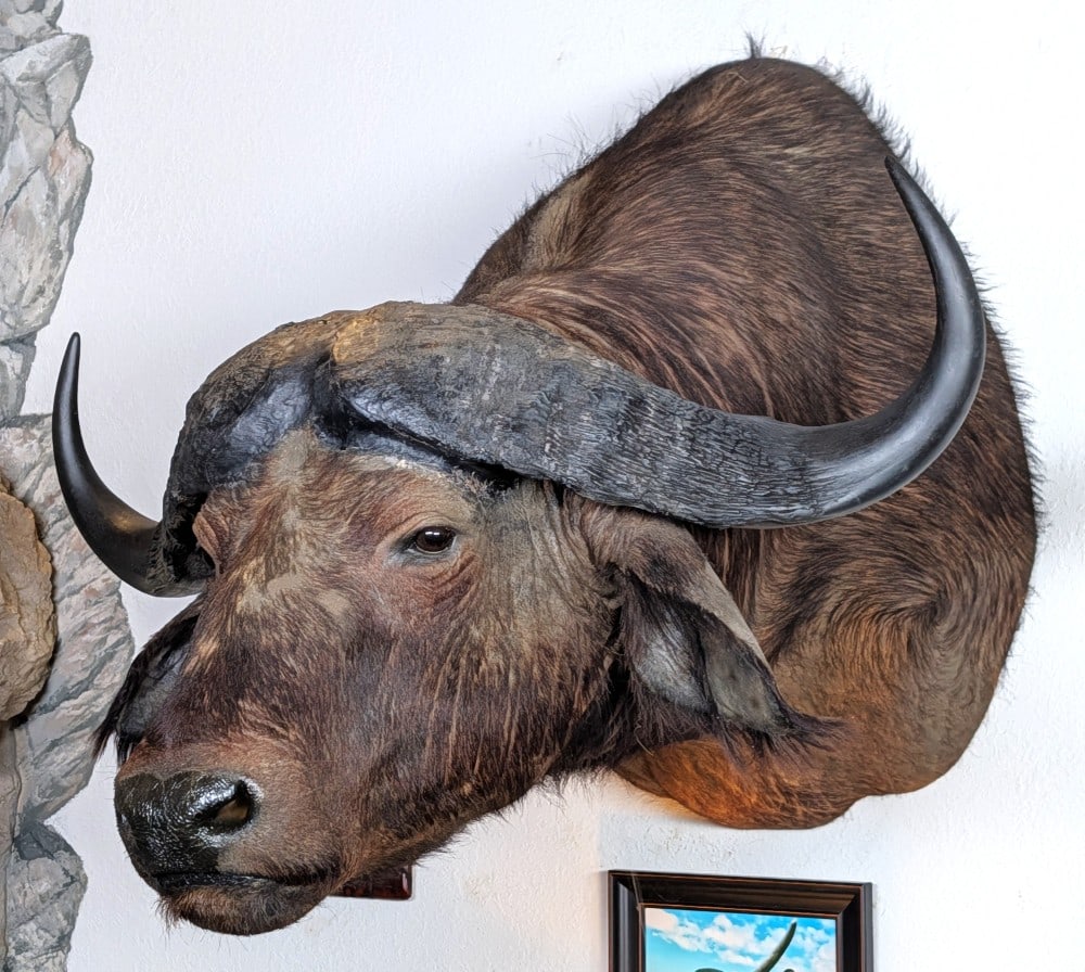 Large Cape Buffalo Shoulder Mount Taxidermy (1 of 4)