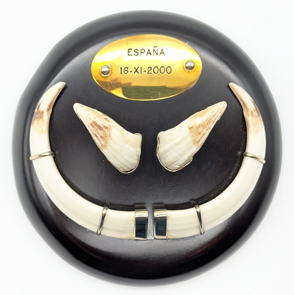Espana Boar Tusk Display (1 of 4)
