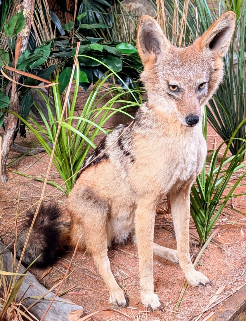 Sitting Black Backed Jackal Full Body Taxidermy Mount (1 of 9)