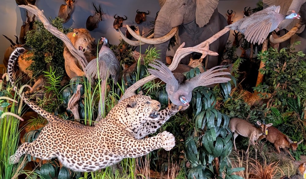 Pouncing Leopard & Helmeted Guineafowl Full Body Taxidermy Display w/ Base INDIANA RESIDENTS ONLY: Pouncing Leopard & Helmeted Guineafowl Full Body Taxidermy Display on Habitat & Driftwood Base. A very well put together display with the leopard in mid air, jumping after the flying guineafowl. All o