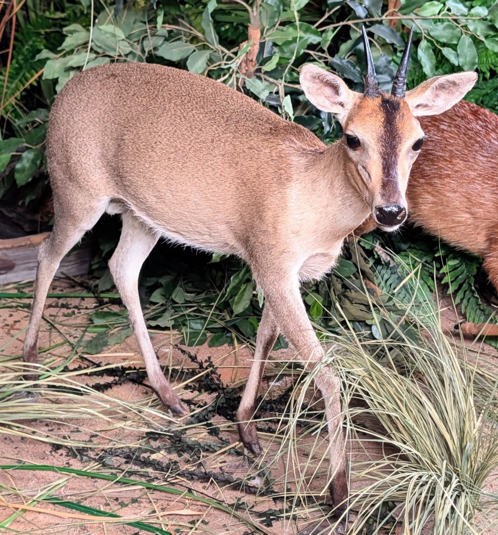 Bush Duiker Full Body Taxidermy Mount w/ No Base: Bush Duiker Full Body Taxidermy Mount w/ No Base. Mount is in very nice condition with light hair loss behind the horns. Overall measures 31in long x 9in wide x 25in tall.