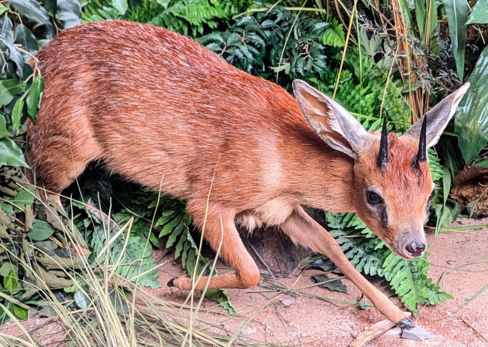 Cape Grysbok Full Body Taxidermy Mount w/ No Base: Cape Grysbok Full Body Taxidermy Mount w/ No Base. Mount is in very nice condition, does have minor splitting on tips of ears. Overall measures 30in long x 9in wide x 18in tall.
