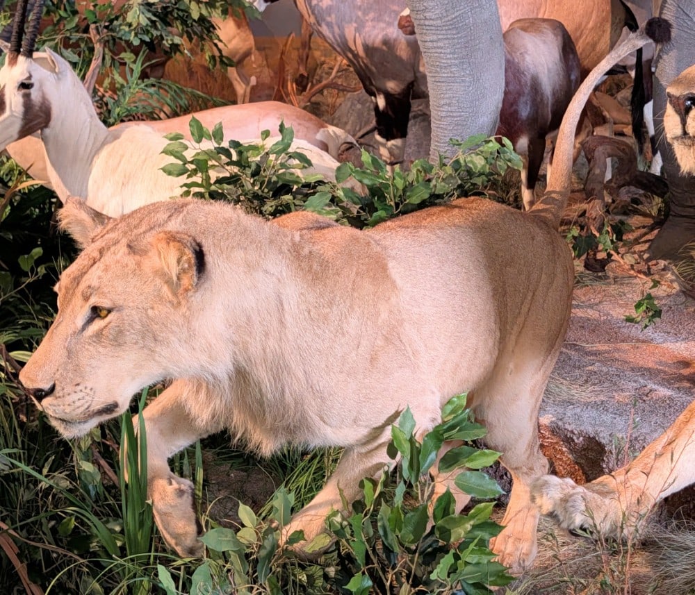 African Young Male Lion Full Body Taxidermy Mount w/ No Base INDIANA RESIDENTS ONLY: African Young Male Lion Full Body Taxidermy Mount w/ No Base. A great looking mount with light touch ups on tips of ears, minor hair loss, and small touch ups on the body and tip of the tail. Nose-to-