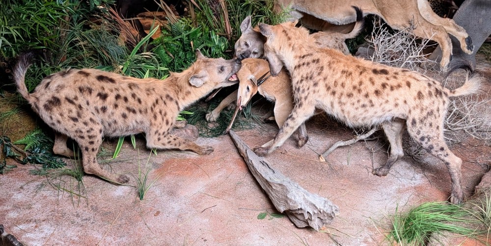 SUPER RARE Hyena Pack & Duiker Full Body Taxidermy Display w/ No Base (1 of 18)