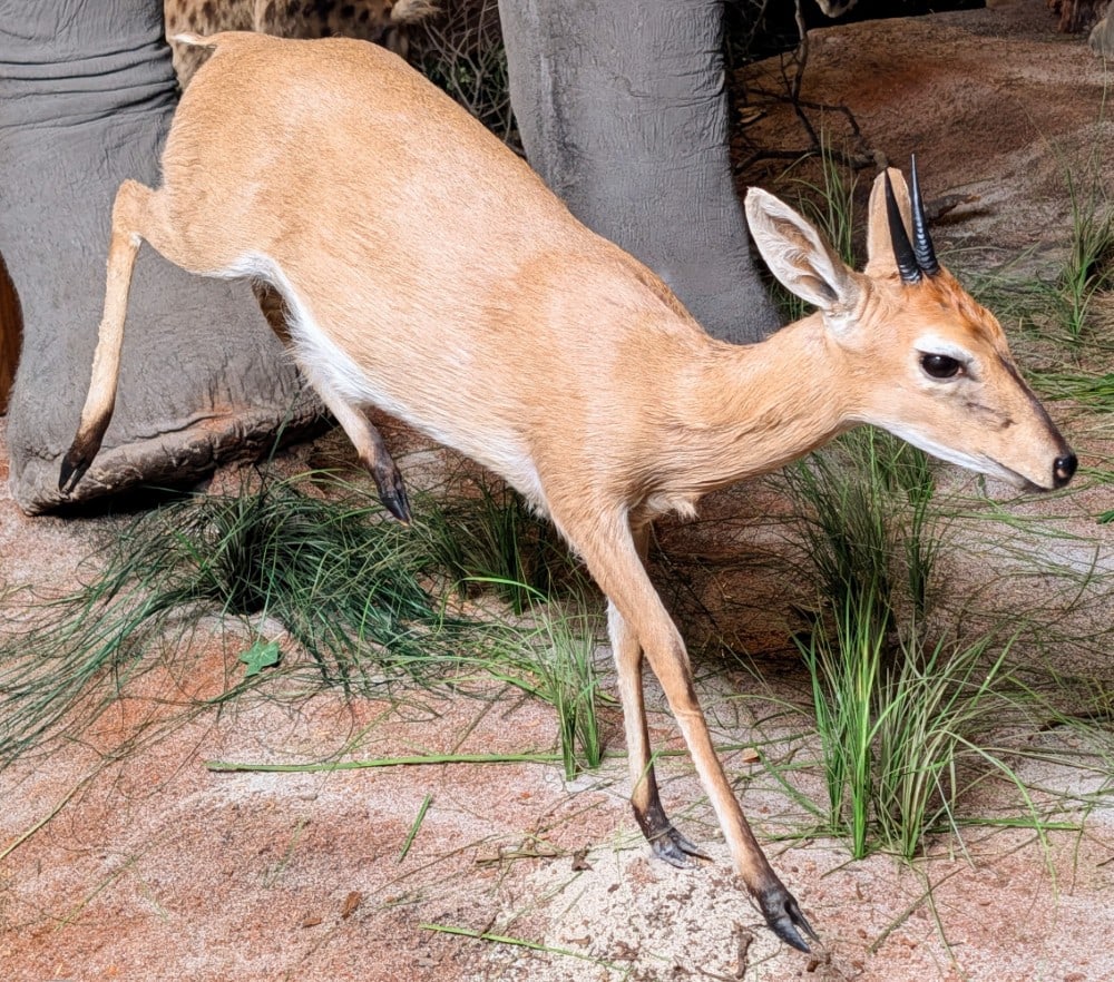 Running Common Duiker Full Body Taxidermy Mount w/ No Base: Running Common Duiker Full Body Taxidermy Mount w/ No Base. Mount is in nice condition with very light splitting on tip of the ear. Overall measures 37in long x 11in wide x 29in tall.