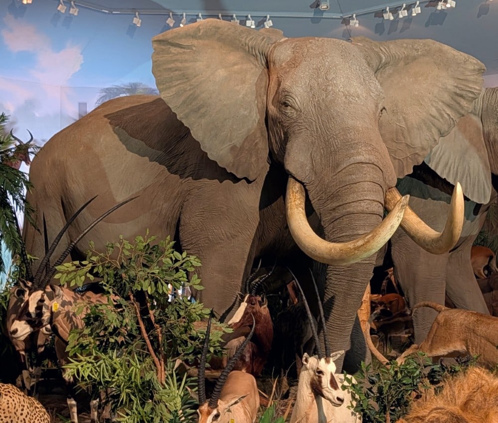 HUGE African Bull Elephant Full Body Taxidermy Mount REAL SKIN No Base US RESIDENTS ONLY (1 of 20)