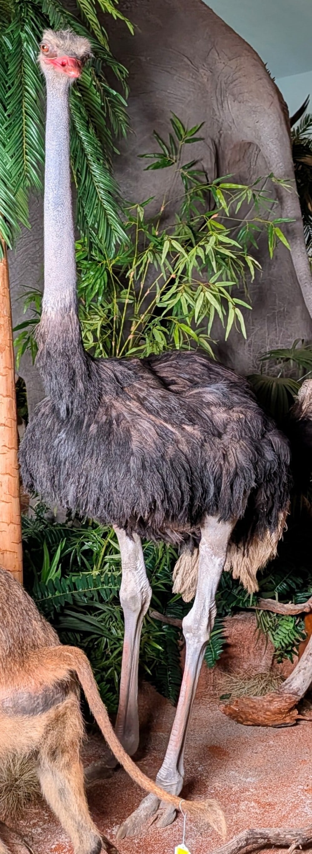 Ostrich Full Body Taxidermy Mount No Base: HARD TO GET Ostrich Full Body Taxidermy Mount No Base. Mount has cracking around the mouth, cracking on underside, and some feather loss on the belly. A good taxidermist could easily fix this.? This i