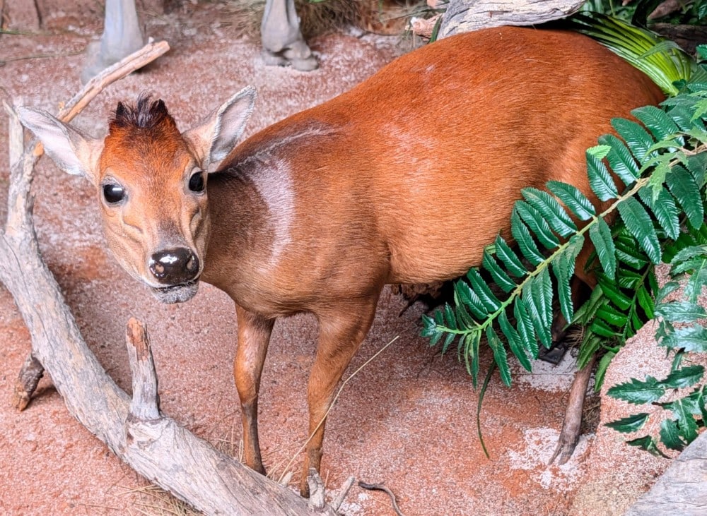 Common Duiker Full Body Taxidermy Mount No Base (1 of 11)