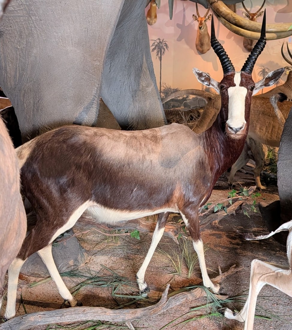 Bontebok Full Body Taxidermy Mount No Base INDIANA RESIDENTS ONLY: Bontebok Full Body Taxidermy Mount No Base. Mount is in very nice condition, but has some thinning fur behind the ears. Horns measure 14in long. Overall measures 52in long x 20in wide x 56in tall.? IN