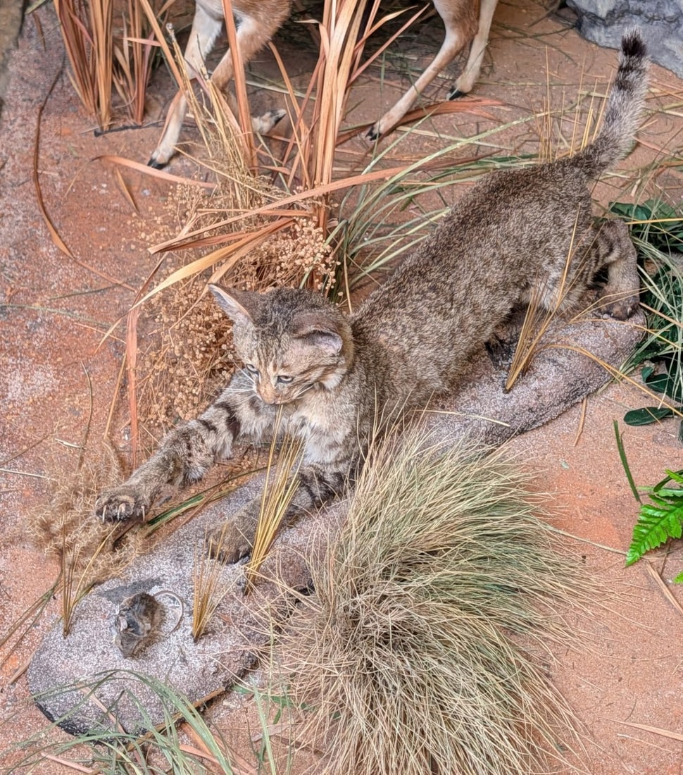 Small African Wild Cat & His Mouse Taxidermy Mount on Habitat Base: Small African Wild Cat & His Mouse Taxidermy Mount on Habitat Base. Amazing high quality mount with great details. Outstretched arm appears to be professional reattached. Overall mount is in nice cond