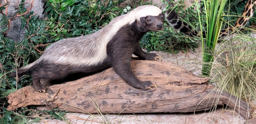 Honey Badger Full Body Taxidermy Mount on Driftwood Base: HARD TO GET Honey Badger Full Body Taxidermy Mount on Driftwood Base. An awesome high quality mount that is very difficult to come by. One of these sold in 2024 at Circle M in Iowa for $4500 and the o