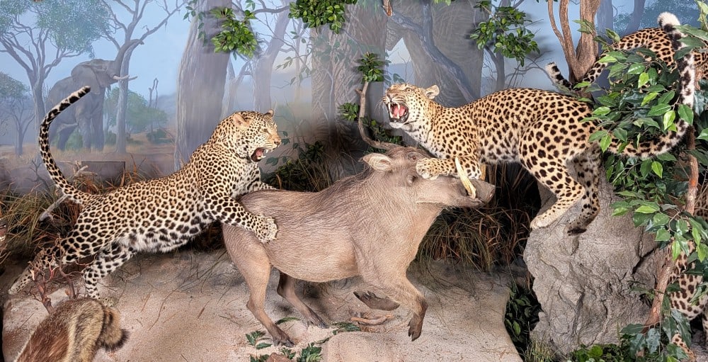 (2) Leopards & Warthog Taxidermy Display No Base INDIANA RESIDENTS ONLY (1 of 20)