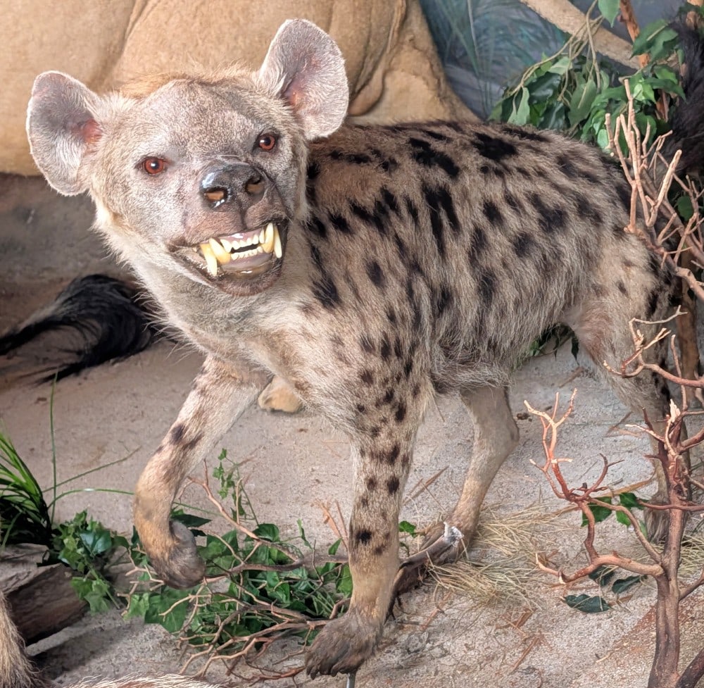 Snarling Spotted Hyena Full Body Taxidermy Mount No Base (1 of 10)