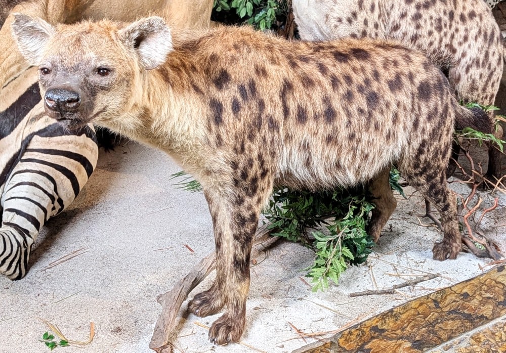 Spotted Hyena Full Body Taxidermy Mount No Base (1 of 9)