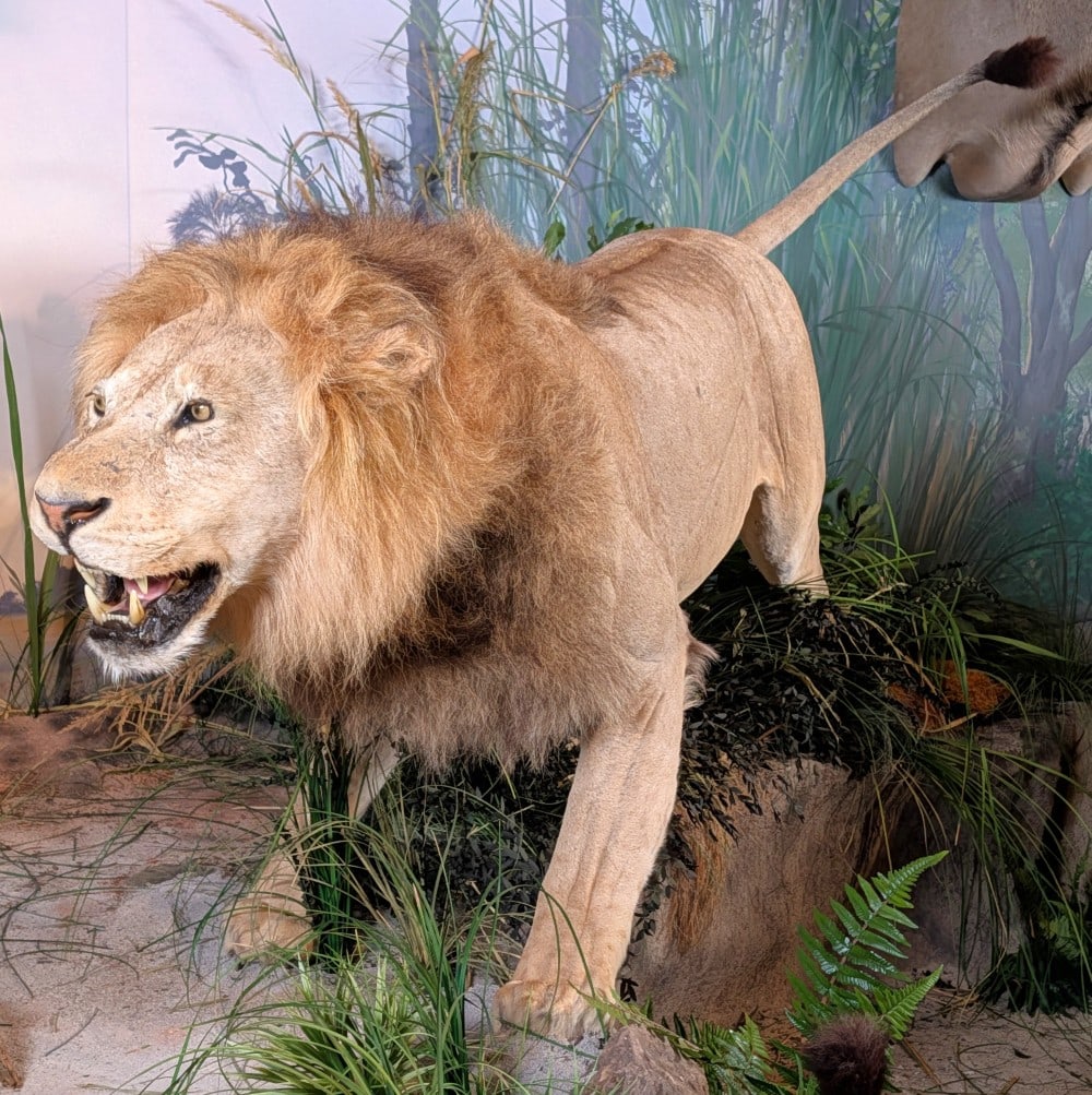 African Male Lion Full Body Taxidermy Mount No Base INDIANA RESIDENTS ONLY: African Male Lion Full Body Taxidermy Mount No Base. A very nice looking lion with all original claws. Mount is in very condition with minimal wear from display and age. Nose-to-tail measures 109in. O