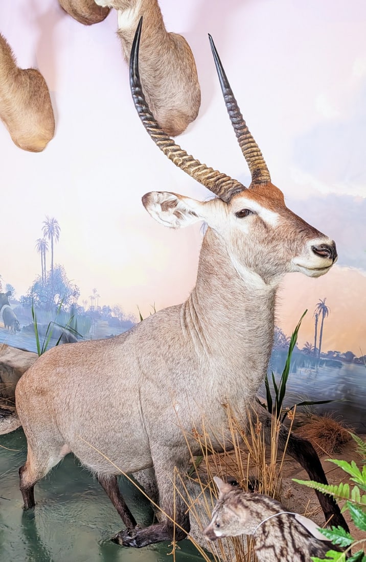 Sing Sing Waterbuck in Water Full Body Taxidermy Mount No Base: Sing Sing Waterbuck in Water Full Body Taxidermy Mount No Base. Mount is in very nice condition with light wear from display and age. Overall measures 74in long x 19in wide x 82in tall. Mount will nee