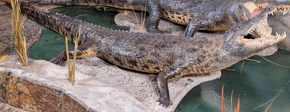 11 Foot Nile Crocodile from Botswana Full Body Taxidermy Mount INDIANA RESIDENTS ONLY (1 of 18)