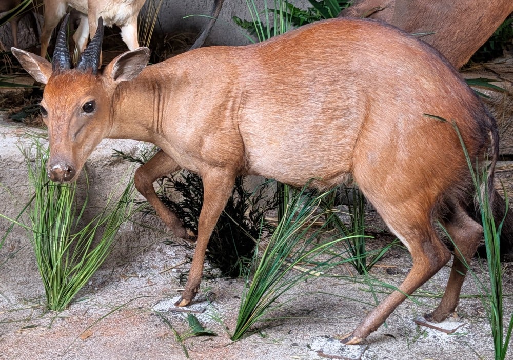 Ogilby Duiker Full Body Taxidermy Mount No Base: Ogilby Duiker Full Body Taxidermy Mount No Base. Mount is in fair condition with a large spot of hair loss on the back and wide stitching on the back of the neck. Overall measures 31in long x 17in wid