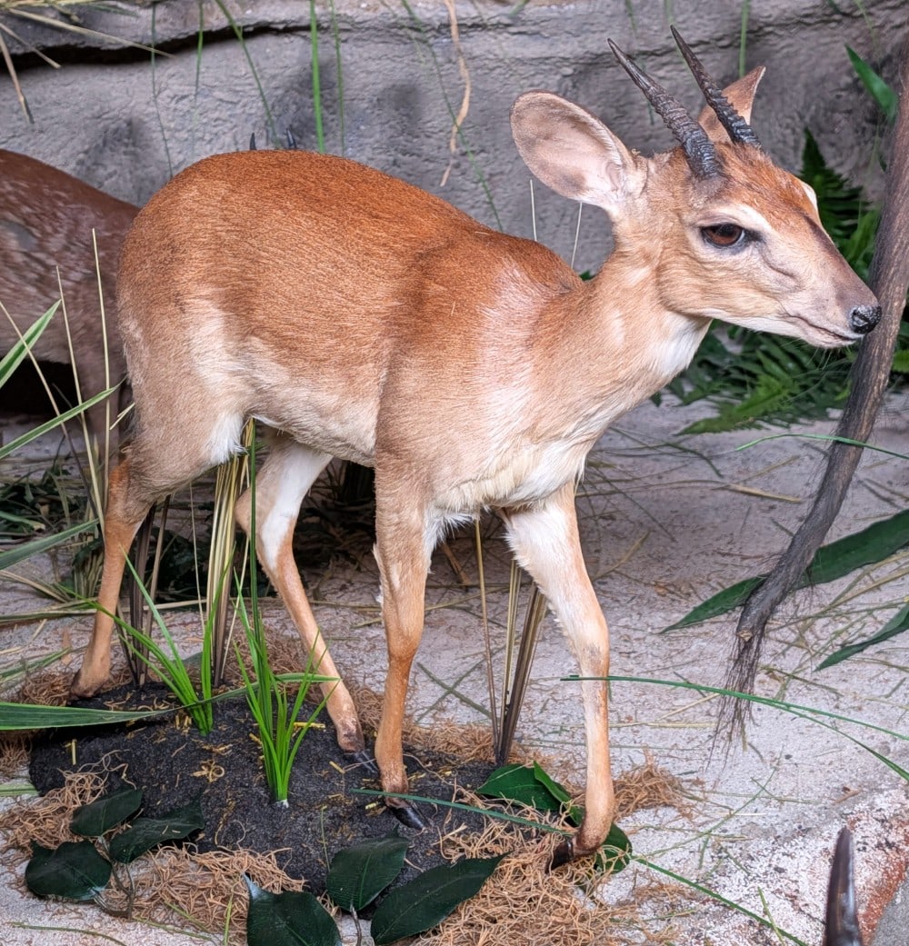 Steenbok Full Body Taxidermy Mount on Habitat Base: Steenbok Full Body Taxidermy Mount on Habitat Base. Mount is in very nice condition with minimal wear from display and age. Overall measures 24in long x 7in wide x 19in tall.