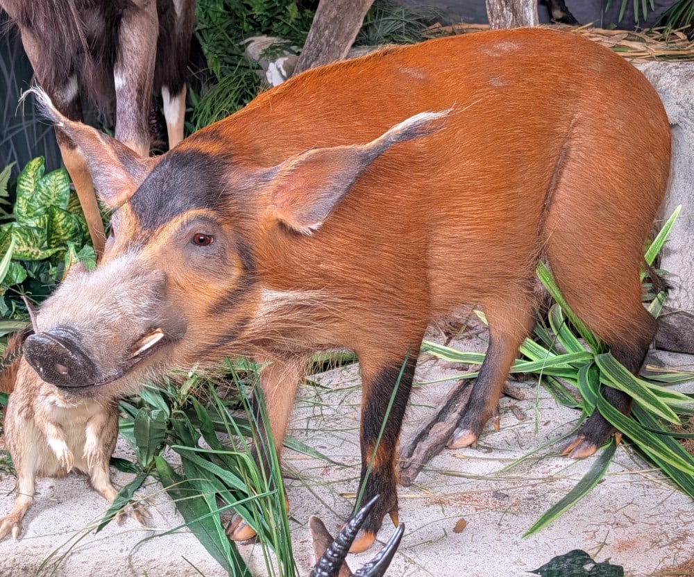 Red River Hog Full Body Taxidermy Mount No Base: Red River Hog Full Body Taxidermy Mount No Base. Mount is in nice condition with some natural spots of hair loss and the tip of the right ear has been cracked. Overall measures 42in long x 20in wide x