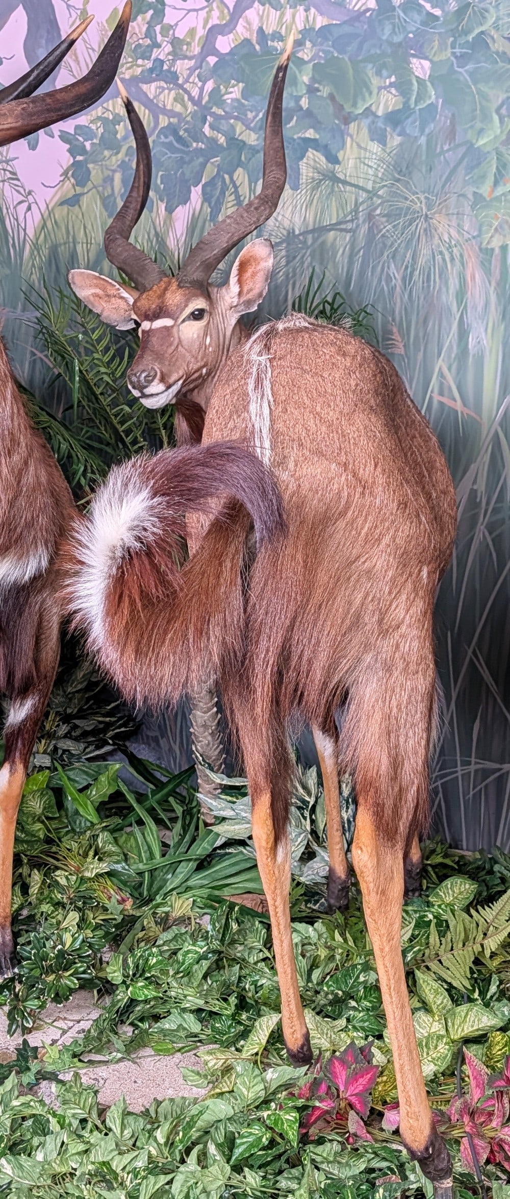 Half-Turned African Nyala Full Body Taxidermy Mount No Base: Half-Turned African Nyala Full Body Taxidermy Mount No Base. Mount is in nice condition with light wear from display and age. The taxidermy quality is outstanding.? It would cost up to $6000 to have a