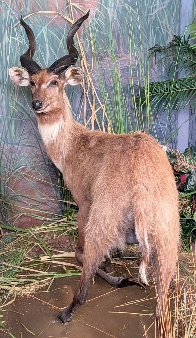Sitatunga in Water Full Body Taxidermy Mount No Base: Sitatunga in Water Full Body Taxidermy Mount No Base. Depending on the location in Africa it can cost up to $30k to hunt one of these.? This mount will need to be cut out from the water to be removed.