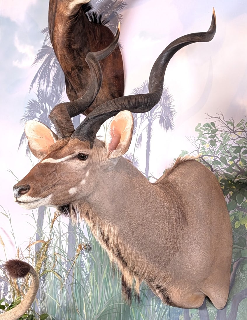 Greater Kudu Shoulder Mount Taxidermy: Greater Kudu Shoulder Mount Taxidermy. Mount is in very nice condition with minimal wear from display and age.