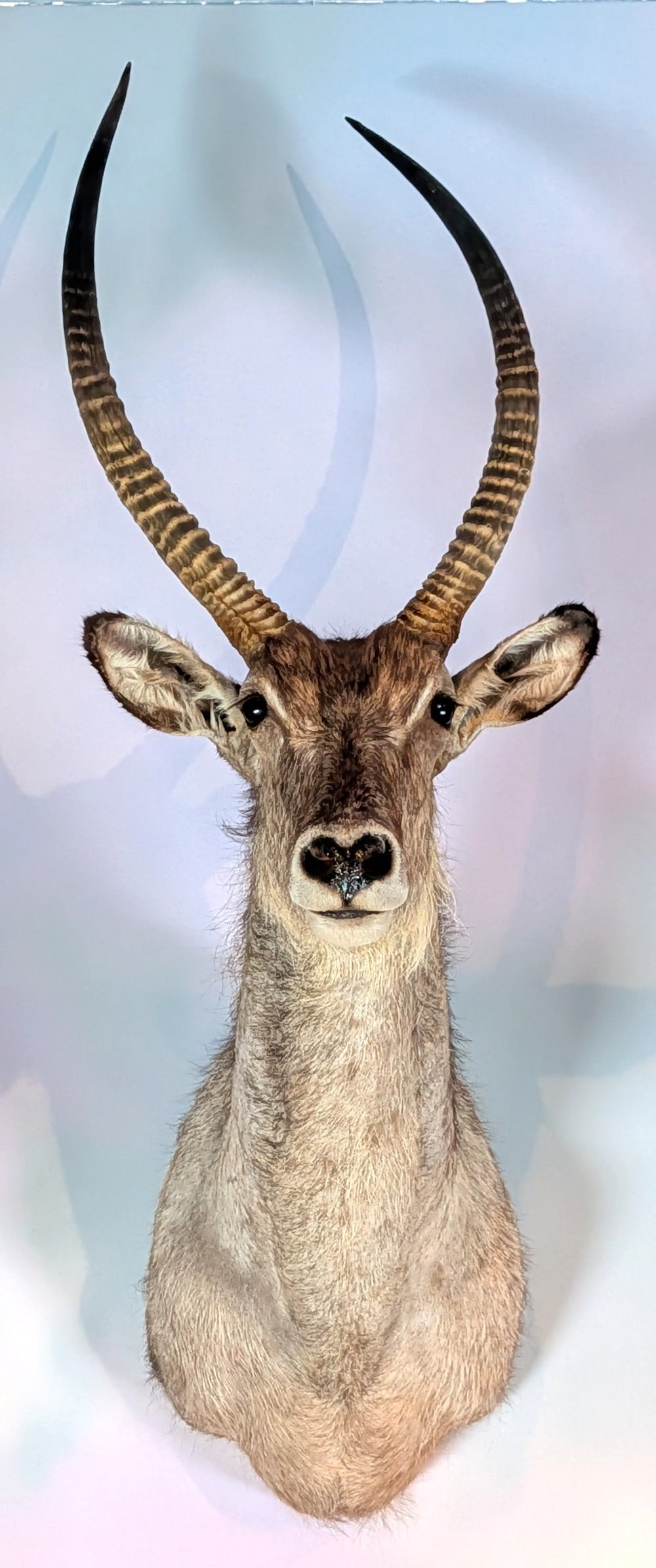 Common Waterbuck Shoulder Mount Taxidermy (1 of 7)