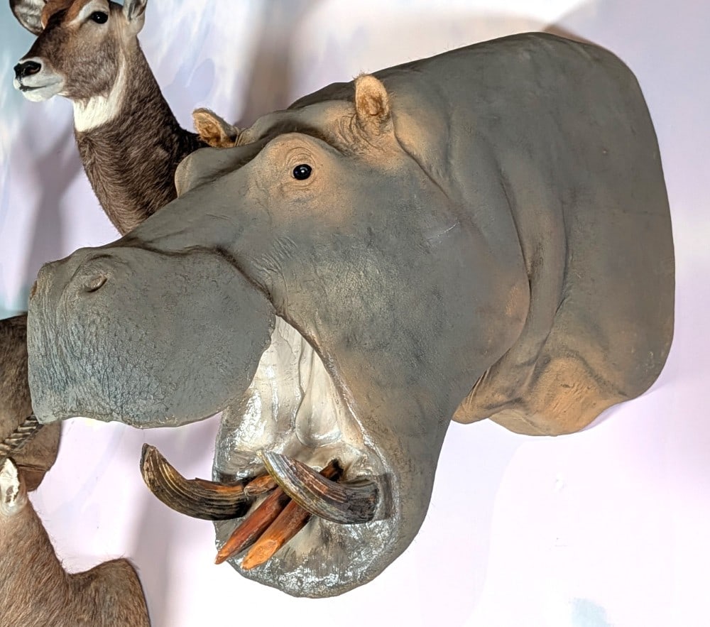 African Hippo Shoulder Mount Taxidermy (1 of 9)