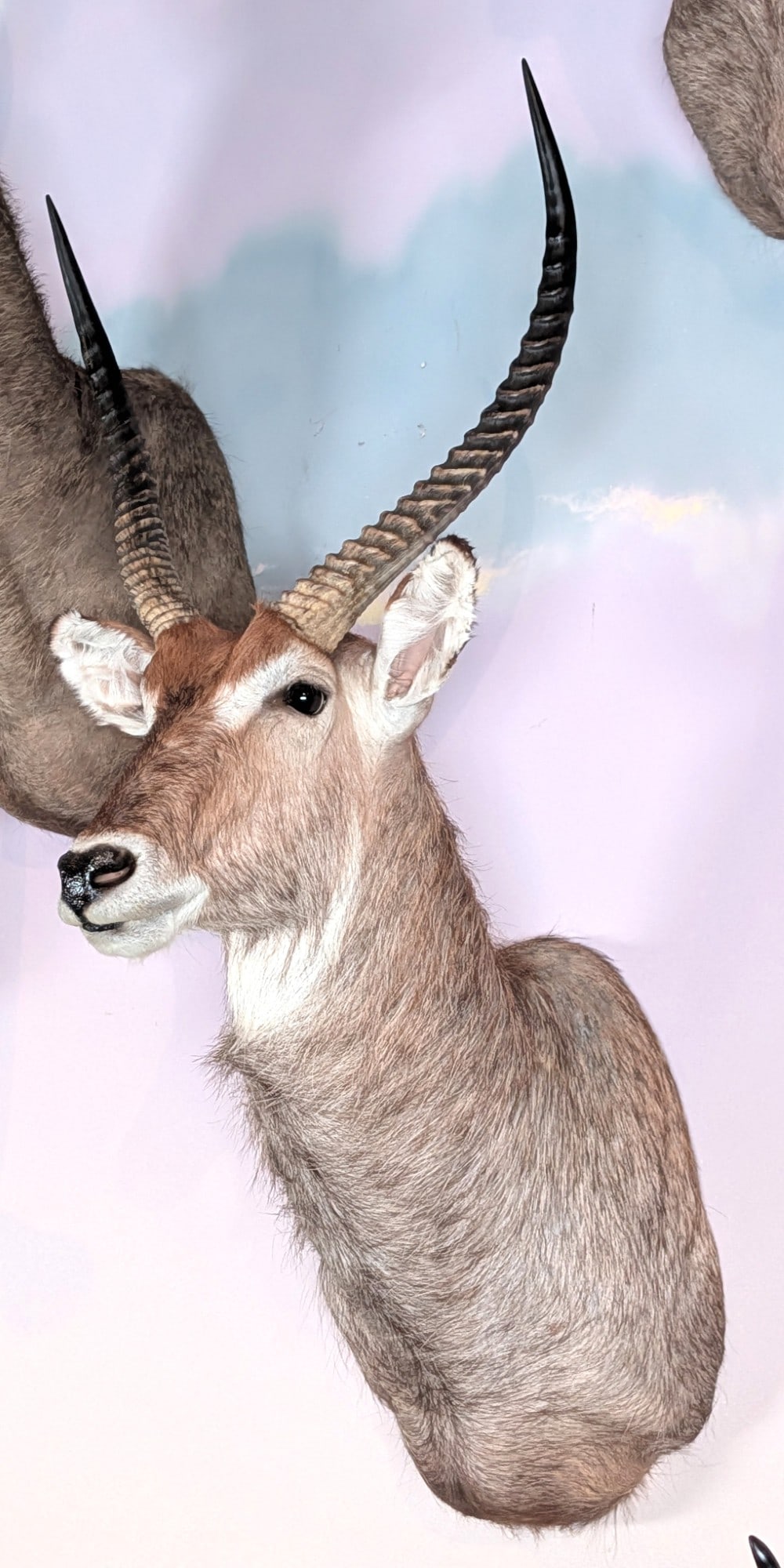 Waterbuck Shoulder Mount Taxidermy (1 of 7)