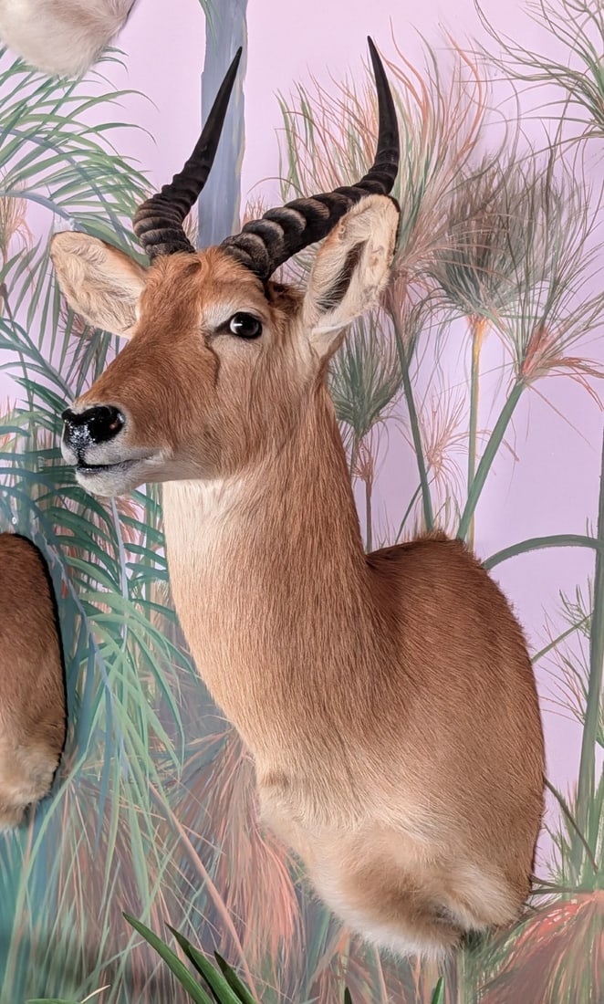 Puku Antelope Shoulder Mount Taxidermy: Puku Antelope Shoulder Mount Taxidermy. Mount is in very nice condition with light wear from display and age.