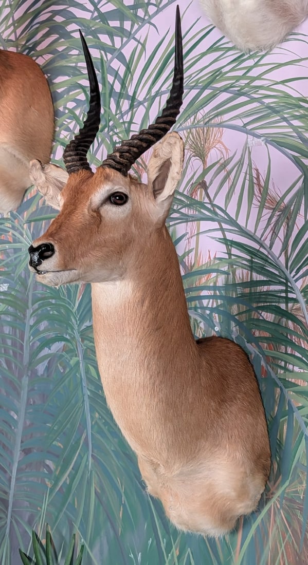 Puku Antelope Shoulder Mount Taxidermy: Puku Antelope Shoulder Mount Taxidermy. Mount is in very nice condition with light wear from display and age.