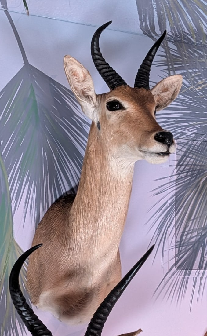 Reedbuck Shoulder Mount Taxidermy: Reedbuck Shoulder Mount Taxidermy. Mount is in very nice condition with light wear from display and age.