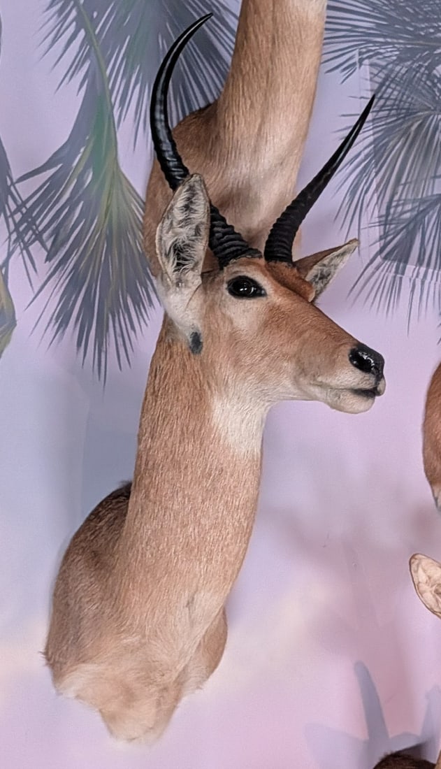 Reedbuck Shoulder Mount Taxidermy (1 of 7)