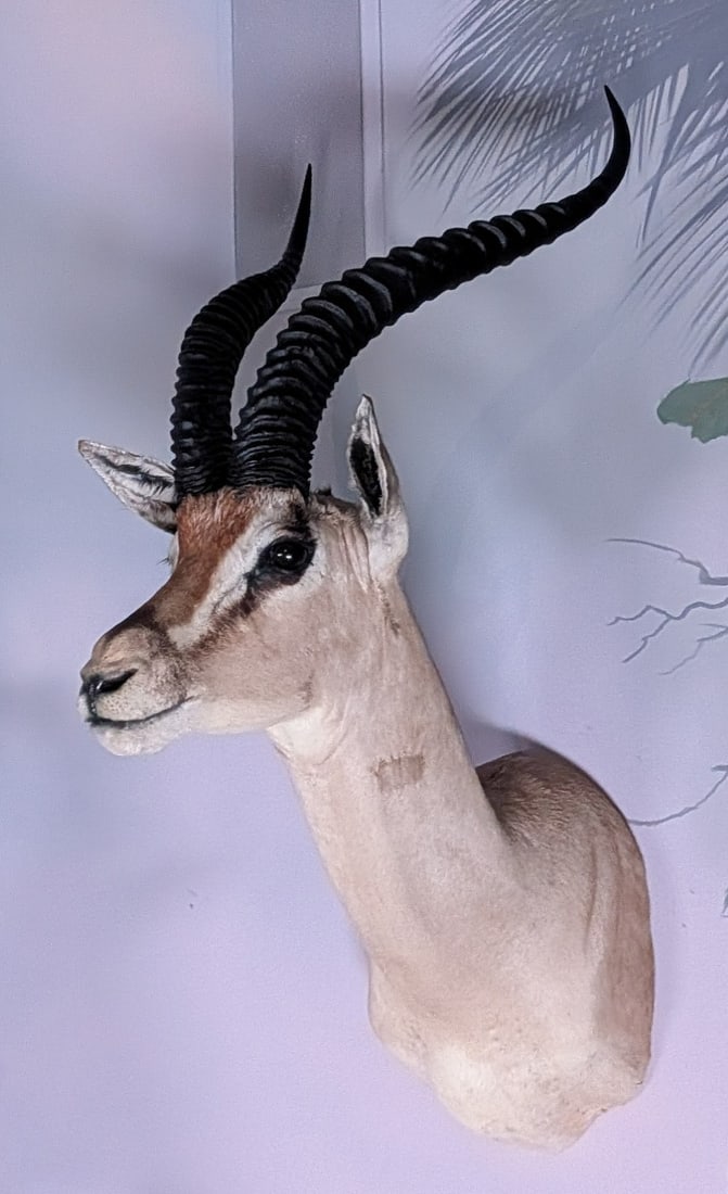Grant's Gazelle Shoulder Mount Taxidermy: Grant's Gazelle Shoulder Mount Taxidermy. Mount is in very nice condition with light wear from display and age.
