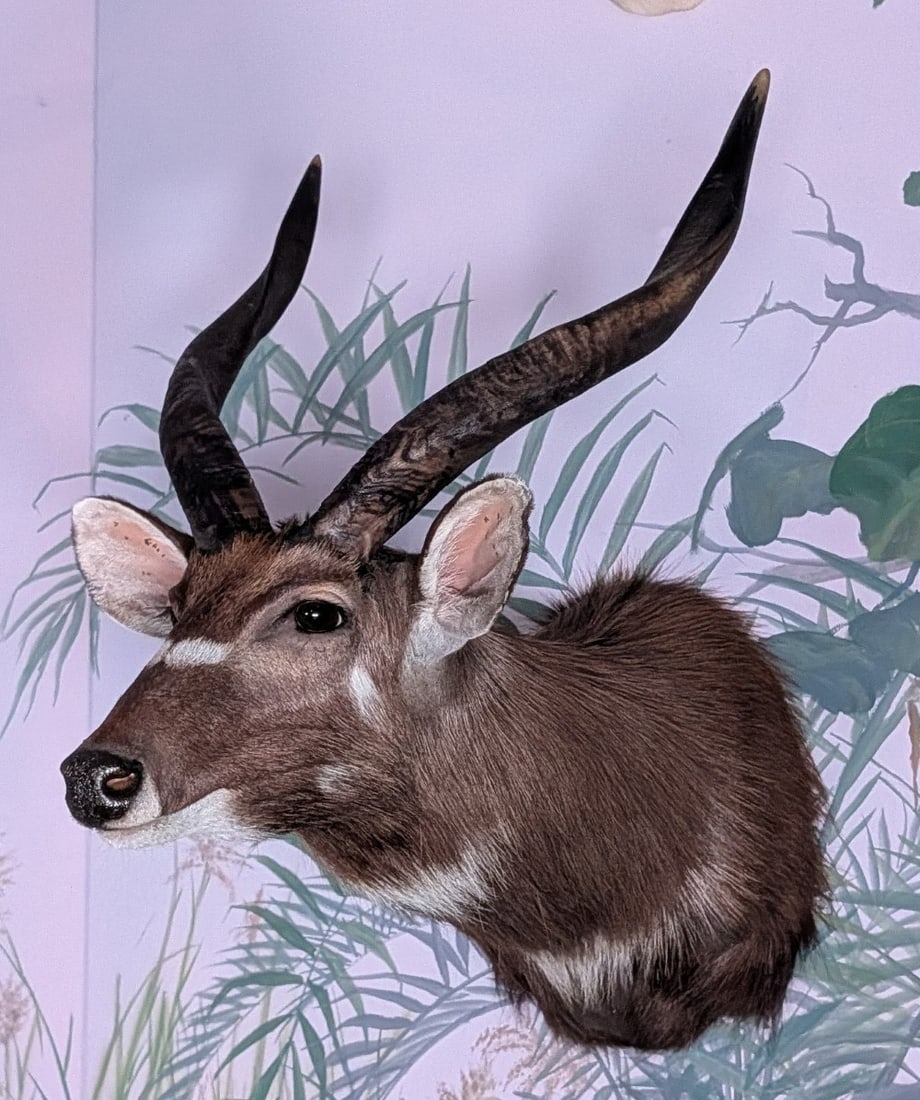 Sitatunga Shoulder Mount Taxidermy: Sitatunga Shoulder Mount Taxidermy. Mount is in very nice condition with light wear from display and age.