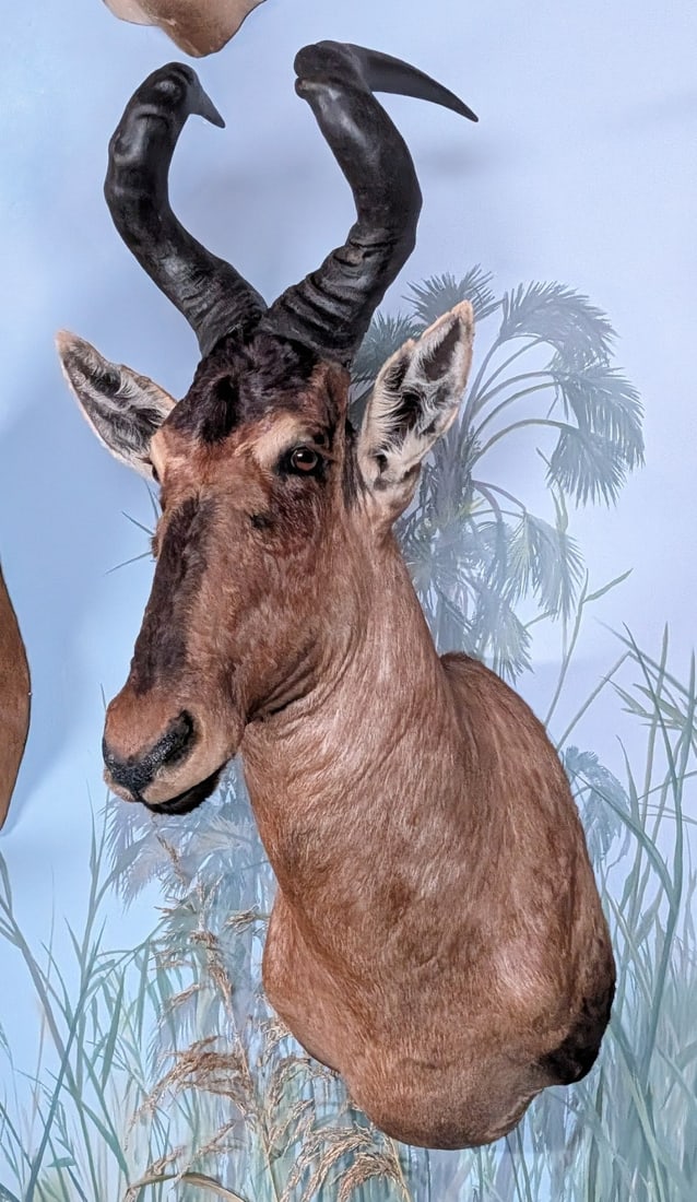 Red Hartebeest Shoulder Mount Taxidermy: Red Hartebeest Shoulder Mount Taxidermy.? Mount is in very nice condition with light wear from display and age.