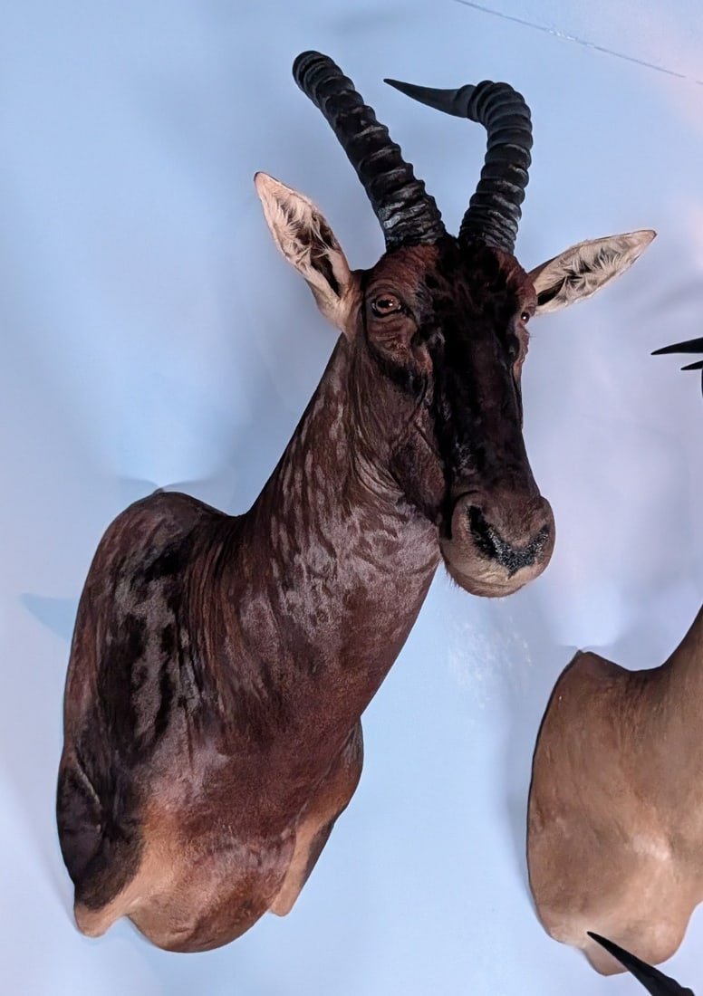 Topi Shoulder Mount Taxidermy (1 of 7)