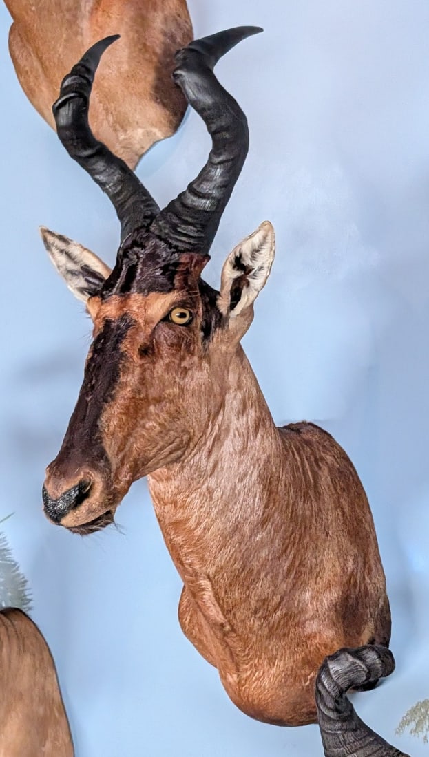 Red Hartebeest Shoulder Mount Taxidermy: Red Hartebeest Shoulder Mount Taxidermy. Mount is in very nice condition with light wear from display and age.