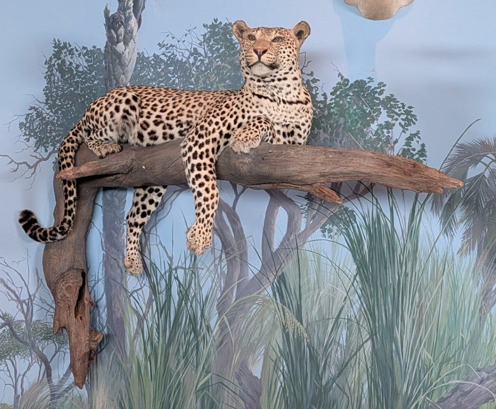 Leopard Full Body Taxidermy Wall Mount on Driftwood Base INDIANA RESIDENTS ONLY: Leopard Full Body Taxidermy Wall Mount on Driftwood Base. Features leopard perched on a driftwood base that protrudes from the wall. Mount is in very nice condition with light wear from display and ag