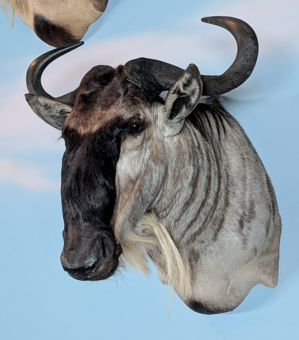 White Bearded Wildebeest Shoulder Mount Taxidermy (1 of 5)
