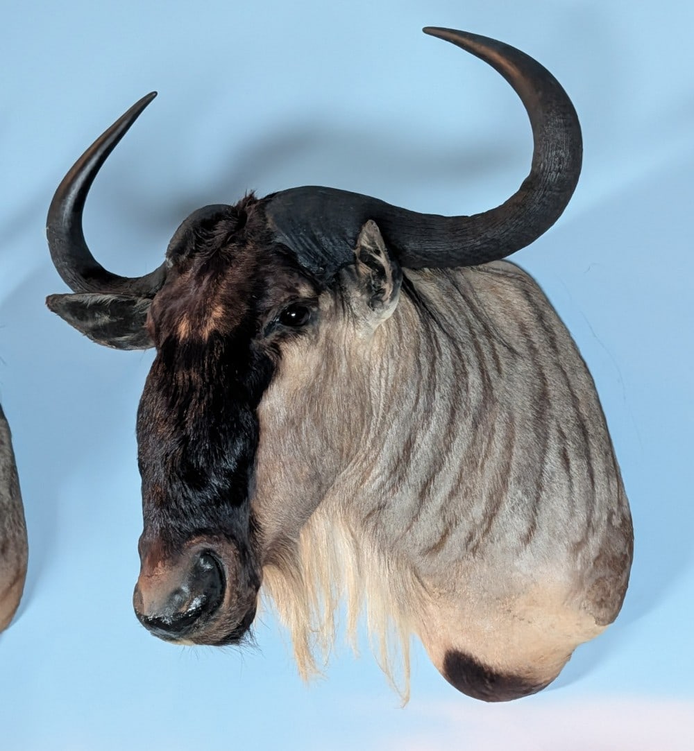 White Bearded Wildebeest Shoulder Mount Taxidermy (1 of 5)