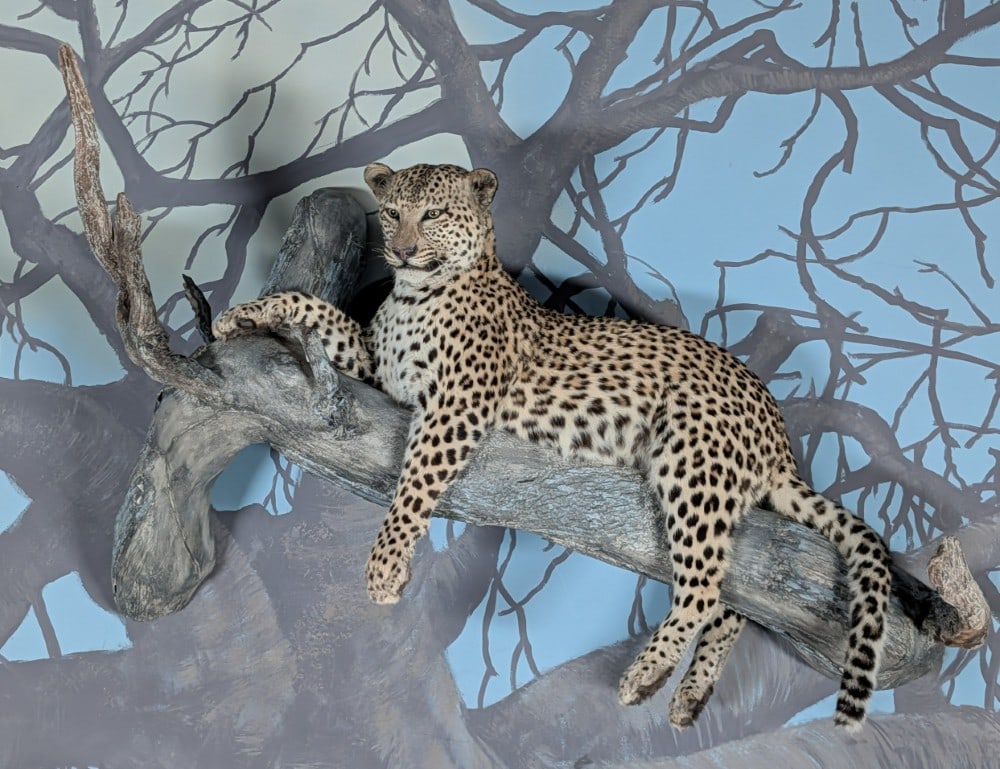Leopard Full Body Taxidermy Wall Mount on Driftwood Base INDIANA RESIDENTS ONLY: Leopard Full Body Taxidermy Wall Mount on Driftwood Base. Mount is in very nice condition with light wear from display and age.? INDIANA RESIDENTS ONLY
