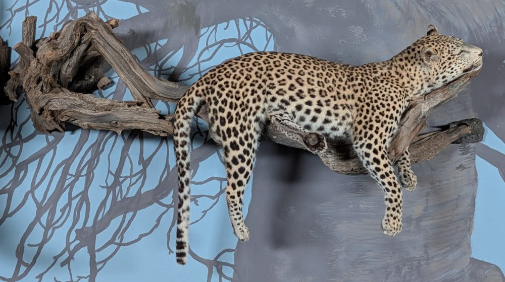 Leopard Full Body Taxidermy Wall Mount on Driftwood Base INDIANA RESIDENTS ONLY: Leopard Full Body Taxidermy Wall Mount on Driftwood Base. Mount is in very nice condition with light wear from display and age.? INDIANA RESIDENTS ONLY