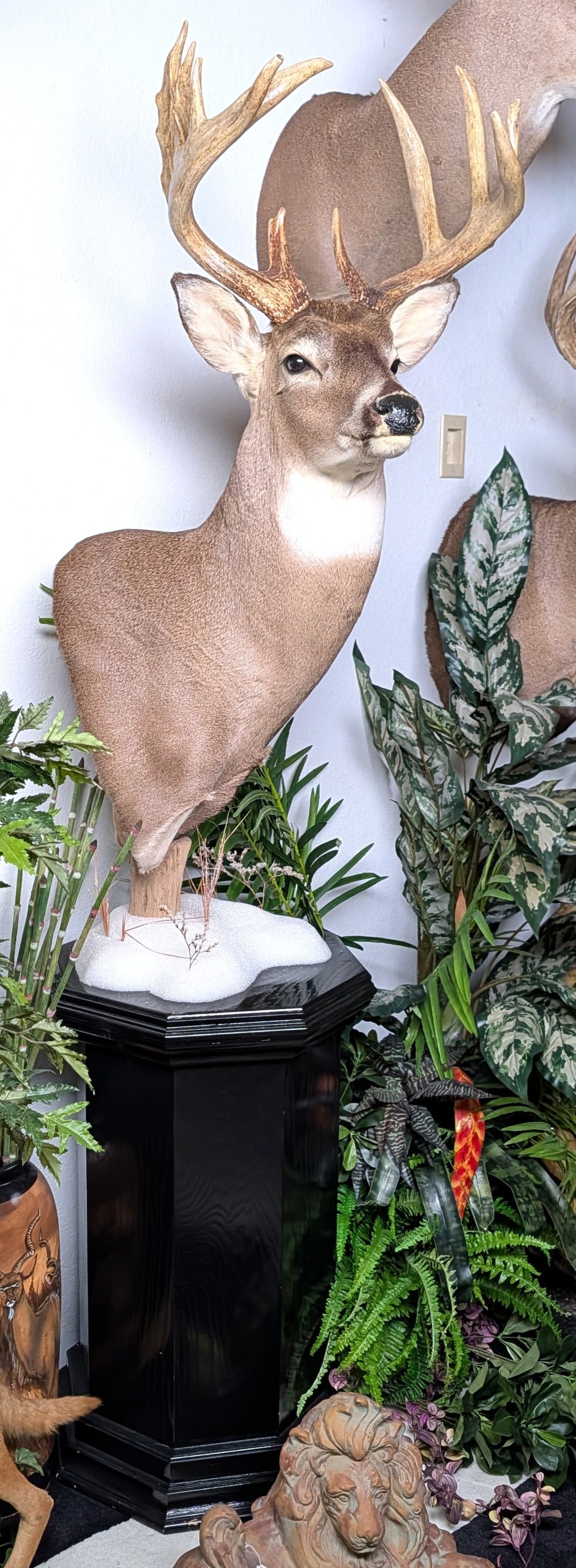 11 Point Whitetail Shoulder Mount Taxidermy on Pedestal Base: 11 Point Whitetail Shoulder Mount Taxidermy on Pedestal Base. Features very thick main beams and tines measuring 5-1/2 thick at some spots. Mount is in very nice condition with minimal wear from displ