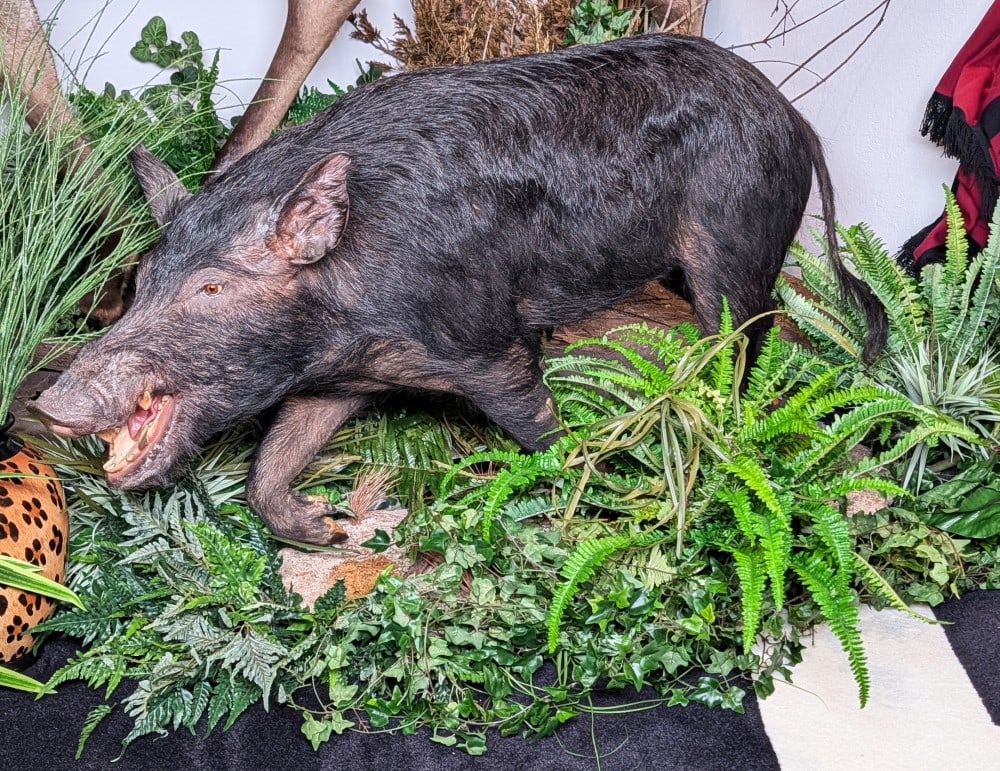 Massive Wild Boar Full Body Taxidermy Mount on Rolling Habitat Base: MASSIVE Wild Boar Full Body Taxidermy Mount on Rolling Habitat Base. Mount is in very nice condition with some touch up spots behind the ears. Overall measures 57in long x 19in wide x 32in tall.