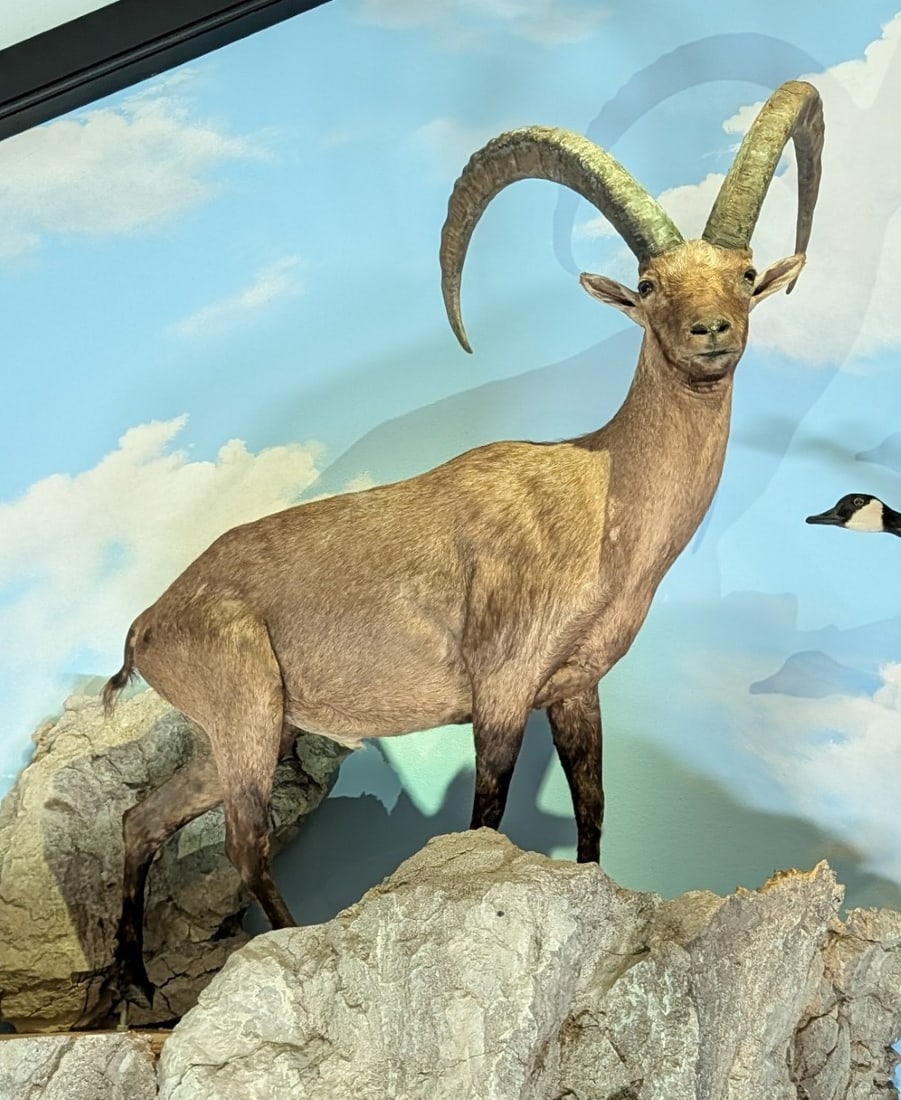 Alpine Ibex Full Body Taxidermy Mount No Base: Alpine Ibex Full Body Taxidermy Mount No Base. Mount is in nice condition with light wear from display and age.