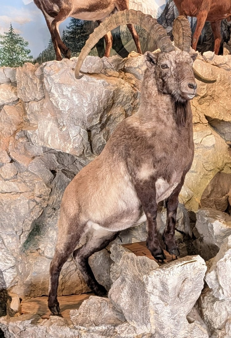 High Alti Ibex Full Body Taxidermy Mount No Base: High Alti Ibex Full Body Taxidermy Mount No Base. Mount is in nice condition with light wear from display and age.