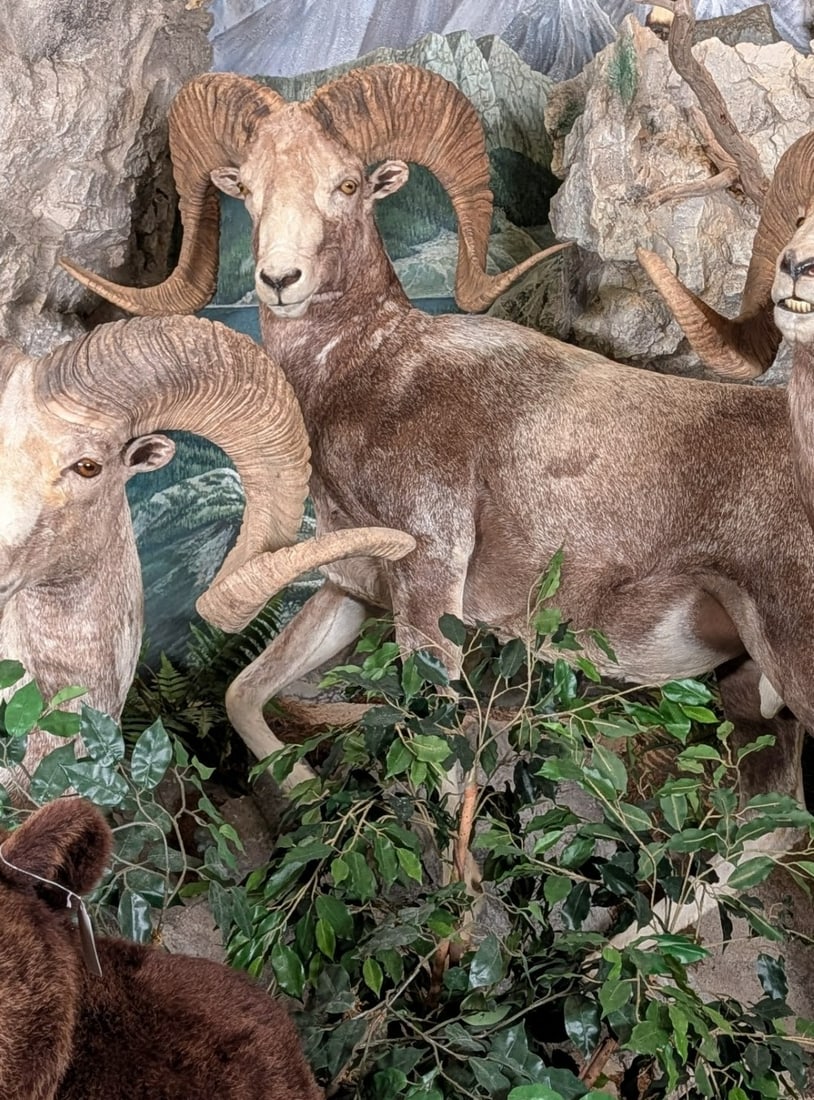 Altai Argali Full Body Taxidermy Mount No Base INDIANA RESIDENTS ONLY: Altai Argali Full Body Taxidermy Mount No Base. INDIANA RESIDENTS ONLY.? Right horn measures 19in at the base and 49in long. Left horn measures 19in at the base and 50in long. Big sheep with full curl