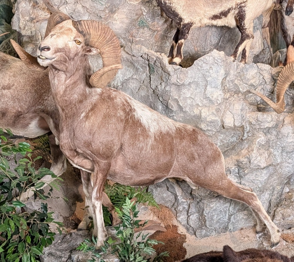 Hangay Argali Full Body Taxidermy Mount No Base INDIANA RESIDENTS ONLY: Hangay Argali Full Body Taxidermy Mount No Base. INDIANA RESIDENTS ONLY.? Horns measures 16-3/4in at the base and 41in long. Mount is in very nice condition with some shedding and light wear from disp